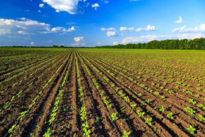 Agricoltura, Federacma: “Non perdere i 930 milioni di euro disponibili della Transizione 4.0”