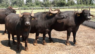 Coldiretti Campania richiede l'abolizione del divieto di fecondazione artificiale negli allevamenti colpiti da brucellosi e tubercolosi.