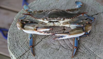 Unci AgroAlimentare presenta un progetto scientifico per trasformare l'emergenza granchio blu in risorsa per la pesca.