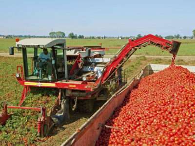 Campagna di raccolta del pomodoro in Italia segnata da siccità al Sud e maltempo al Nord, con rischi per la produzione.