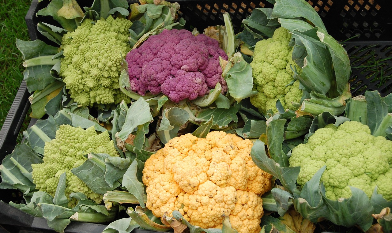 Il Cavolfiore della Piana del Sele riceve l'IGP dall'UE, valorizzando il patrimonio agricolo italiano e la cucina contemporanea.