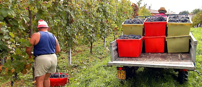 Dazi USA, la filiera italiana vino invita il Governo a promuovere una trattativa di equilibrio