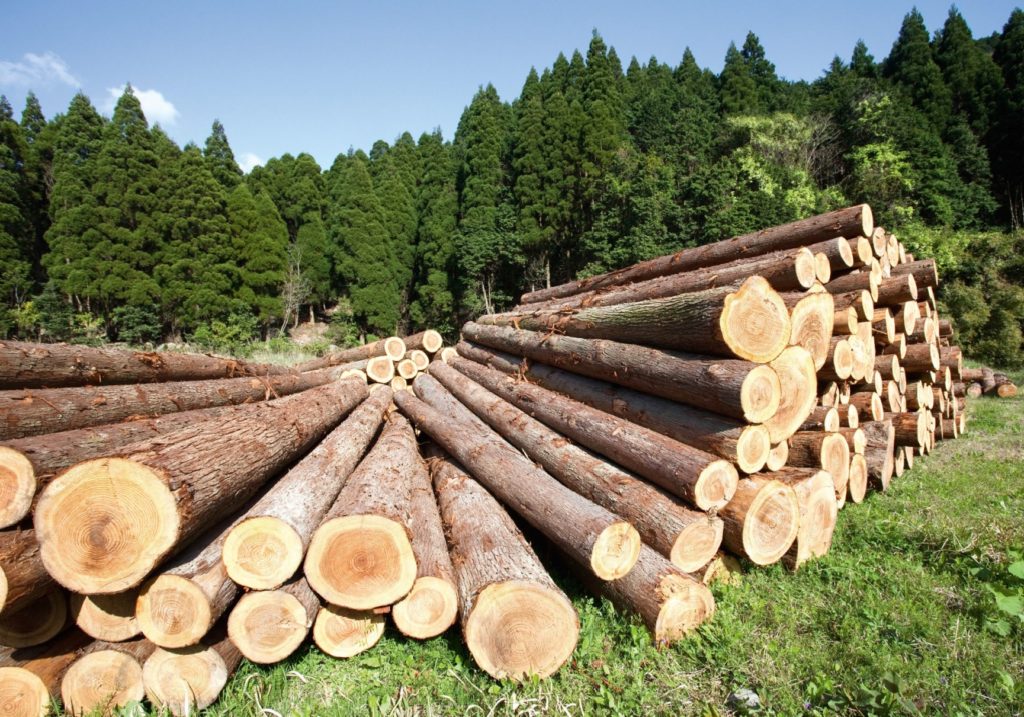 Produzione di legname in calo nel 2024. Prospettive di ripresa dal 2025 grazie alla stabilizzazione dei tassi d'interesse.