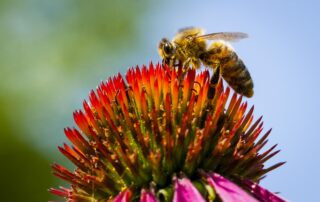 Greenpeace Italia lancia una guida pratica per trasformare balconi, terrazzi e giardini in piccole oasi per le api